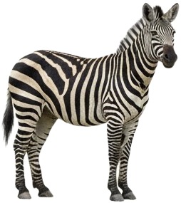 a zebra standing next to a zebra on a white background.jpg